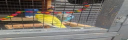 Budgerigars birds for sale: Budgies for Sale in Ashton-under-Lyne - Advert 2