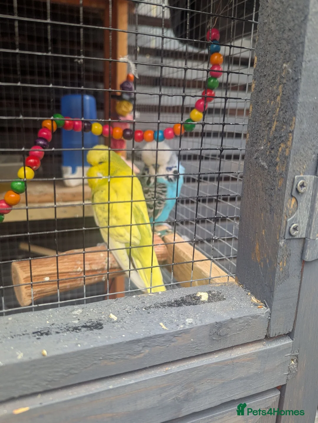 Budgerigars birds for sale: Budgies for Sale in Ashton-under-Lyne - Advert 2