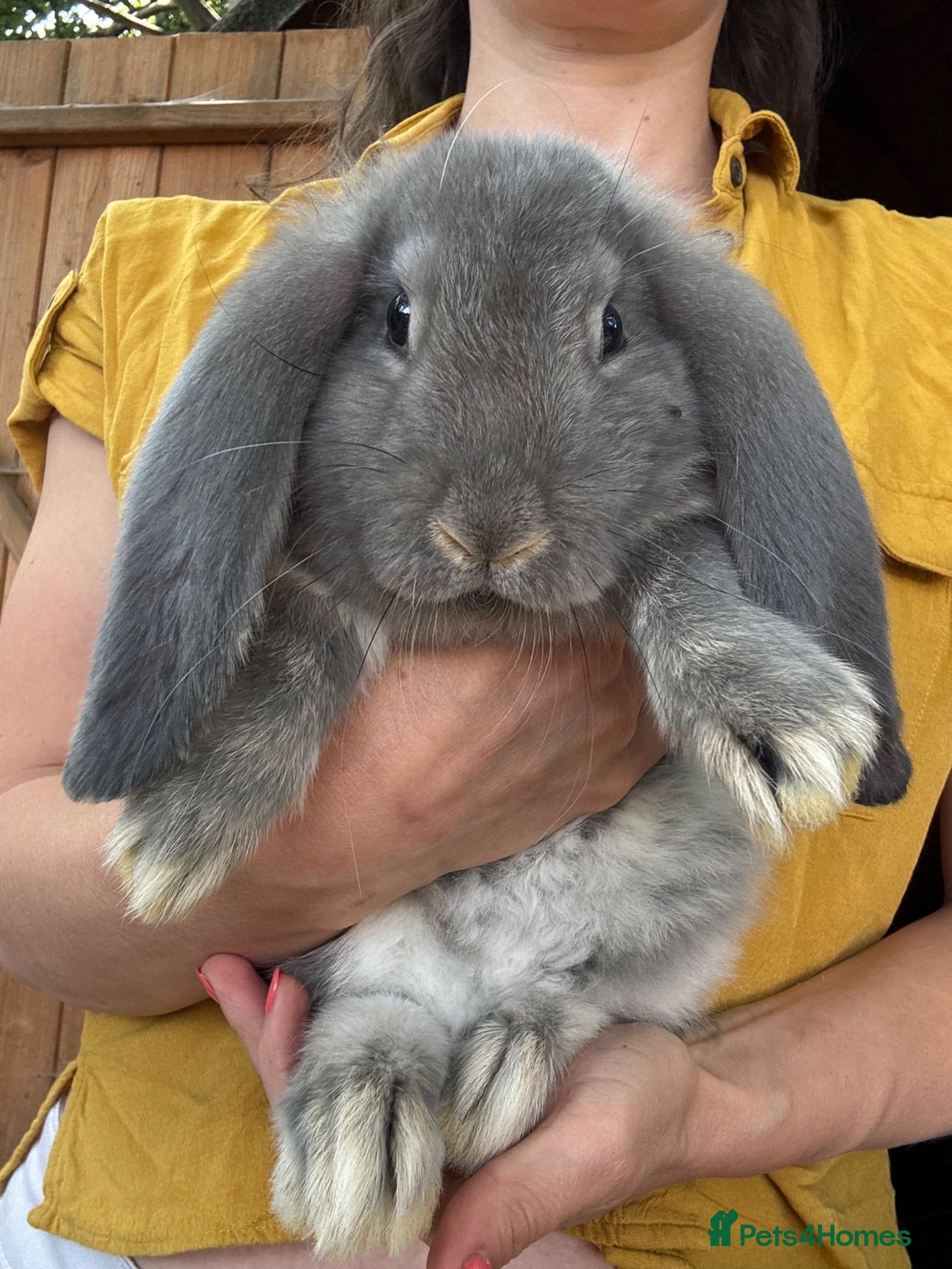 French Lop rabbits Ready Soon • Quality French Lop Bunnies - Advert 1