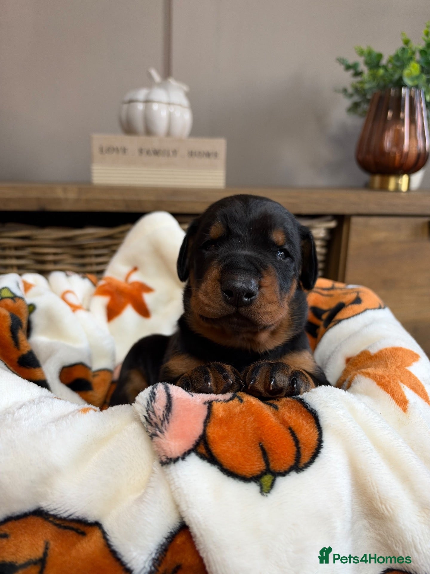 Dobermann dogs for sale: KC Registered Dobermann Puppies - Advert 7