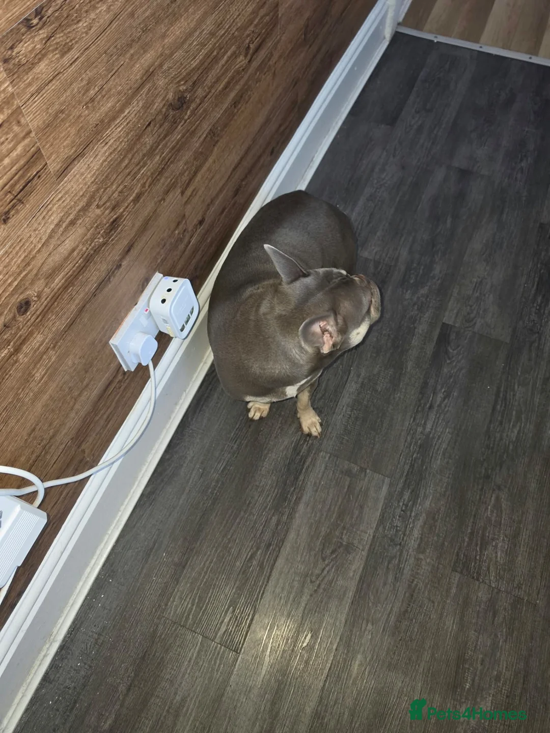 French Bulldog dogs for sale: French buldog  in Mansfield - Advert 6