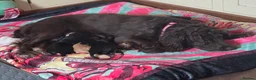 Cocker Spaniel dogs for sale: Beautiful cocker spaniel puppies  in Winsford - Advert 6