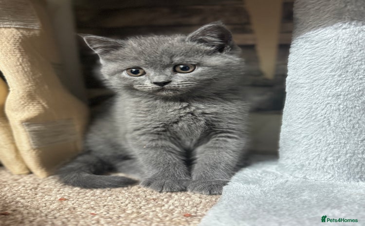 British Shorthair cats - Advert 6