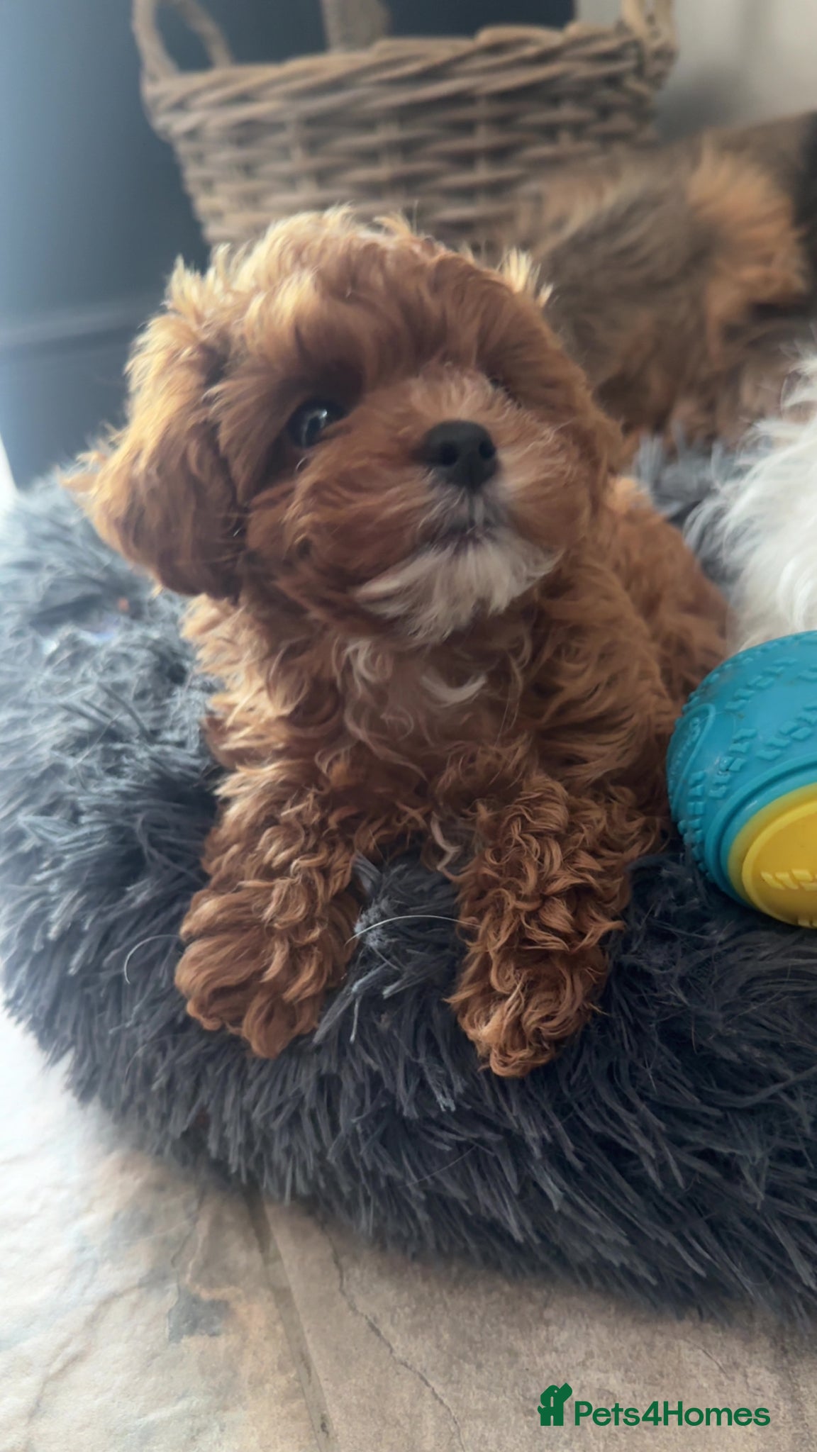 Cavapoo dogs 💙F1 FULLY HEALTH TESTED CAVAPOO💙Licensed Breeder - Advert 1