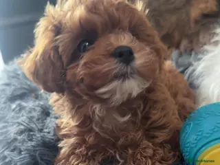 Cavapoo dogs for sale: đF1 FULLY HEALTH TESTED CAVAPOOđLicensed Breeder - Advert 1