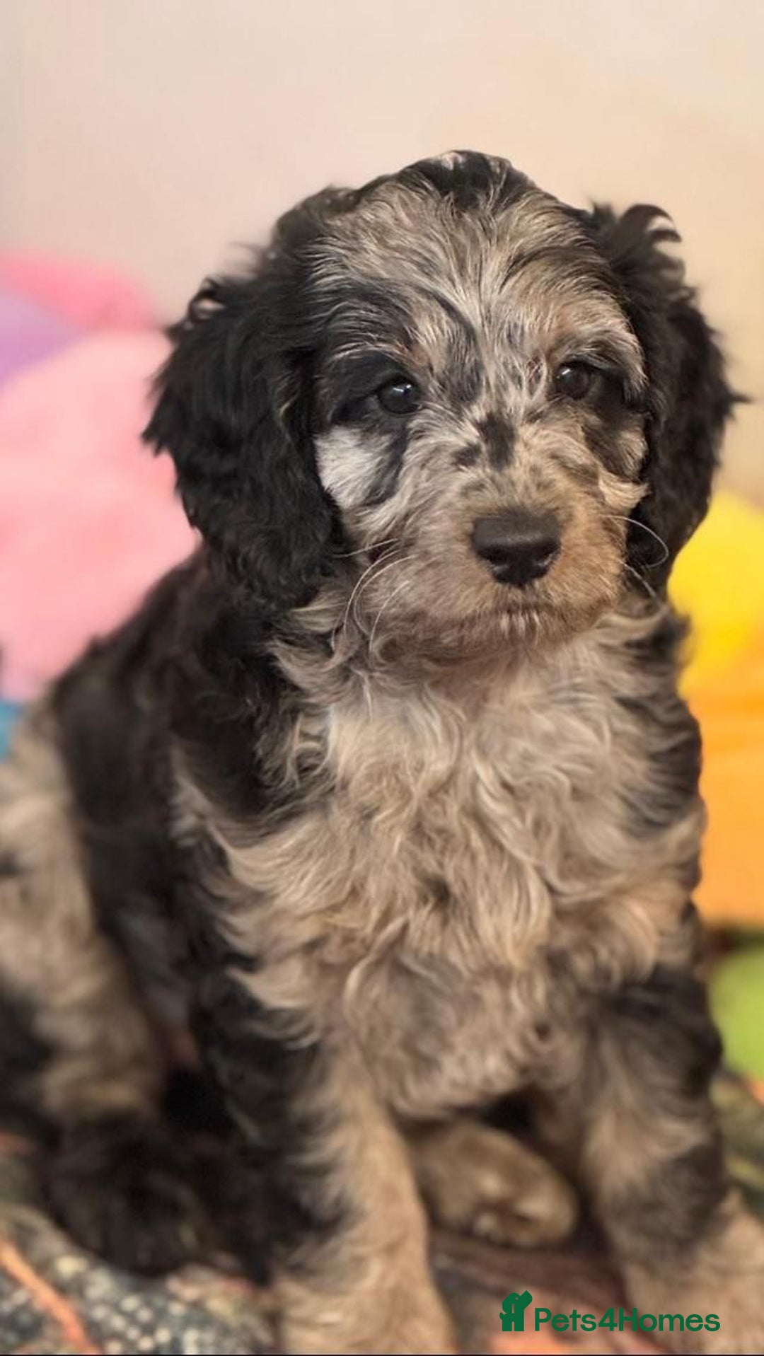 Cockapoo dogs for sale: Fabulous Quality F1b Cockapoos - Advert 6