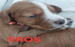 Sprocker dogs for sale: Exceptional working-line puppies for loving homes! - Image 26