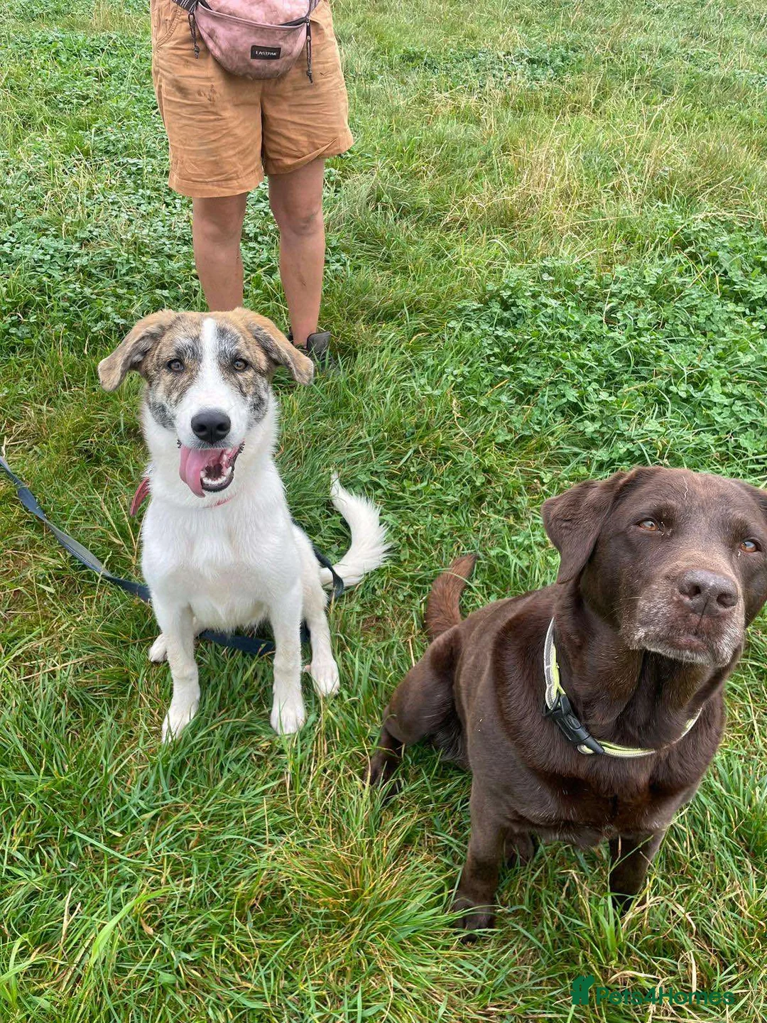 Mixed Breed dogs for adoption: FLO   - Advert 2