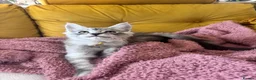 Maine Coon cats for sale: One beautiful boy remaining - Advert 11