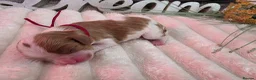 Cavalier King Charles Spaniel dogs for sale: Blenhiem cavalier king charles spaniel puppies - Advert 27