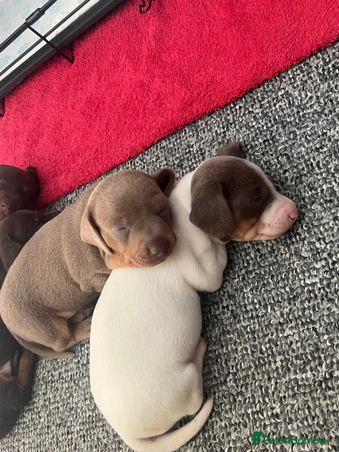 Miniature Dachshund dogs for sale: Miniature Dachshund Puppies  - Image 6