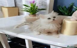 Persian cats for sale: Lucky Baby Boy💙 - Image 5