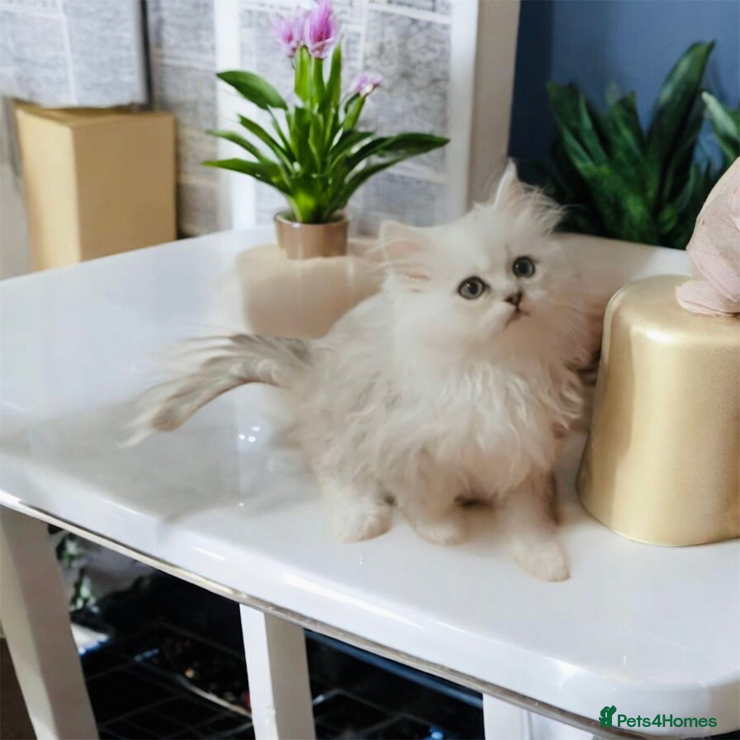 Persian cats for sale: Lucky Baby Boy💙 - Image 5