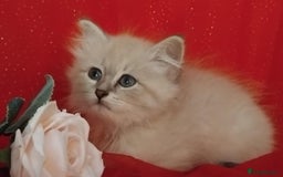 Siberian cats for sale: Siberian kittens for sale  - Image 2