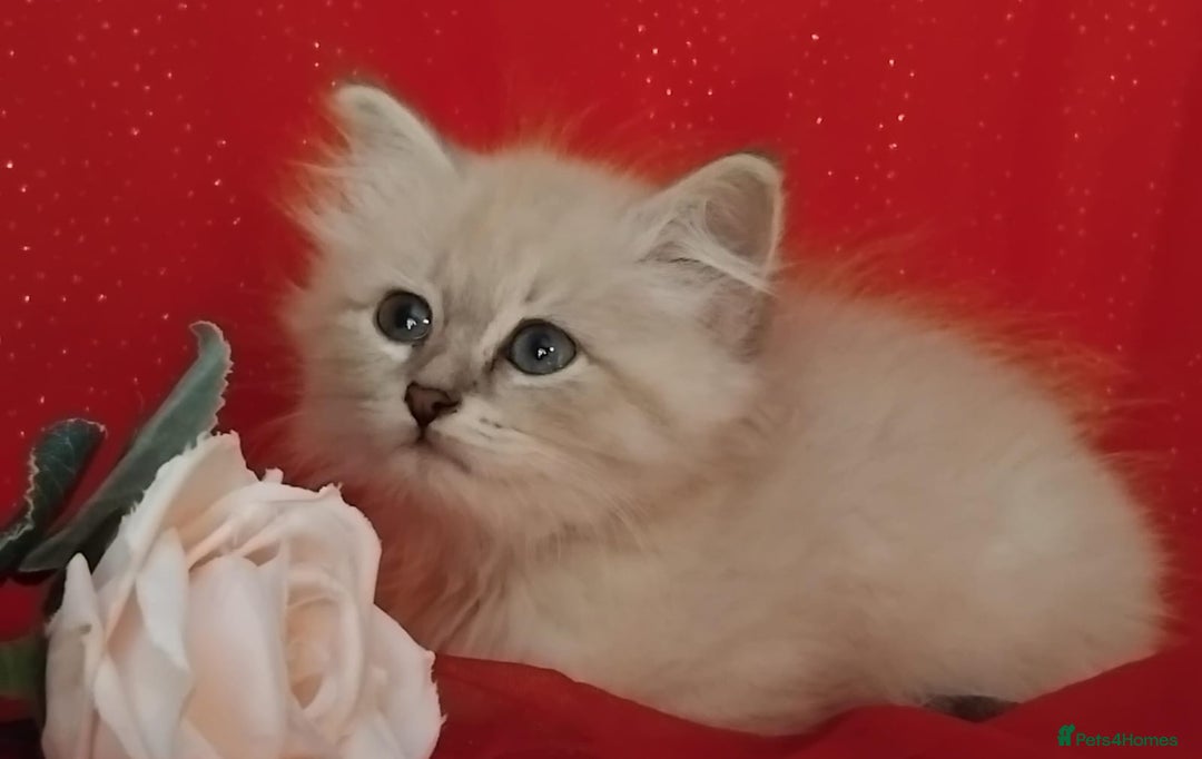 Siberian cats for sale: Siberian kittens for sale  - Image 2