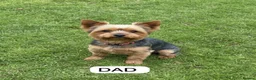 Yorkshire Terrier dogs for sale: Yorkshire Terrier Puppies  - Advert 9