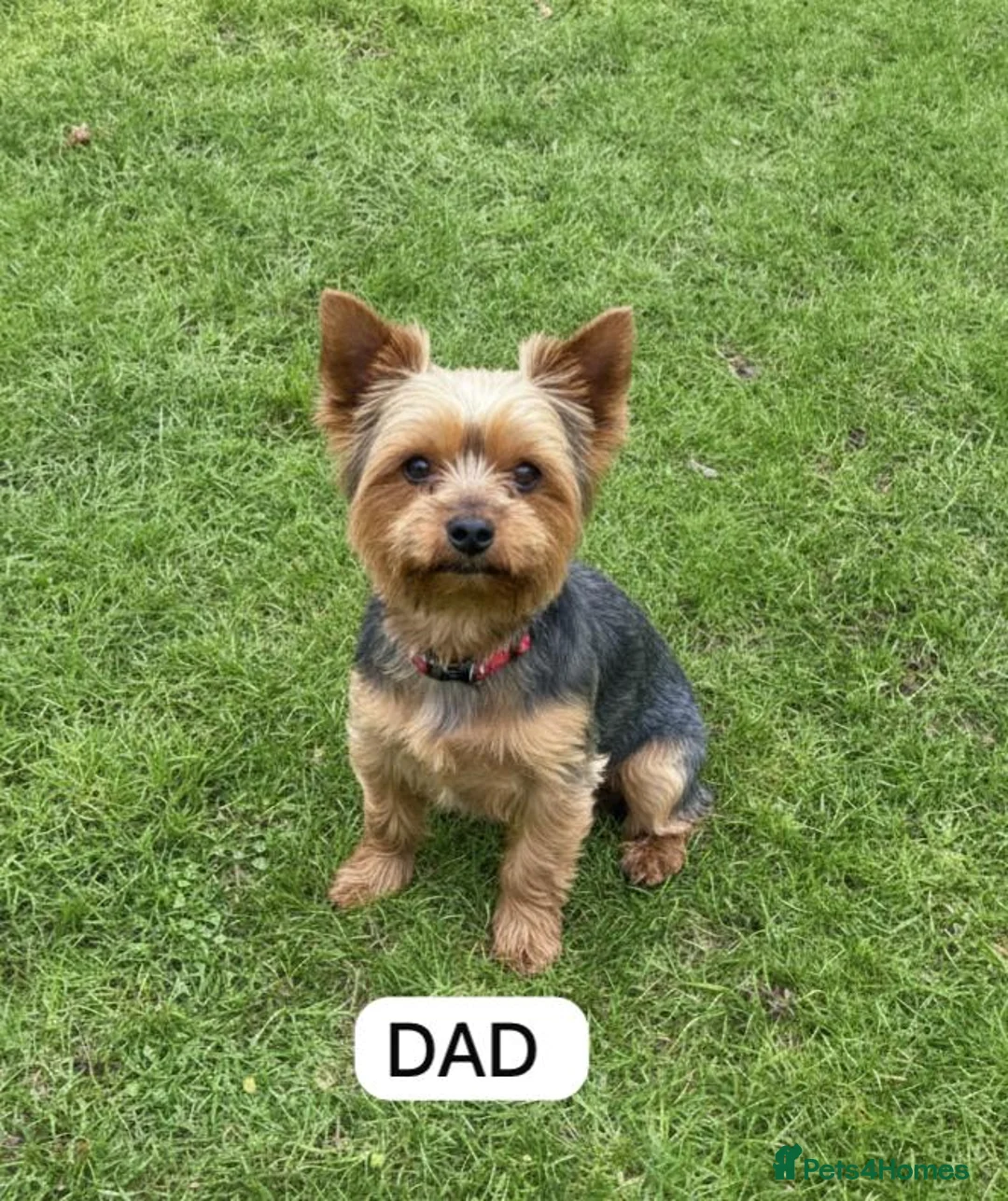 Yorkshire Terrier dogs for sale: Yorkshire Terrier Puppies  - Advert 9