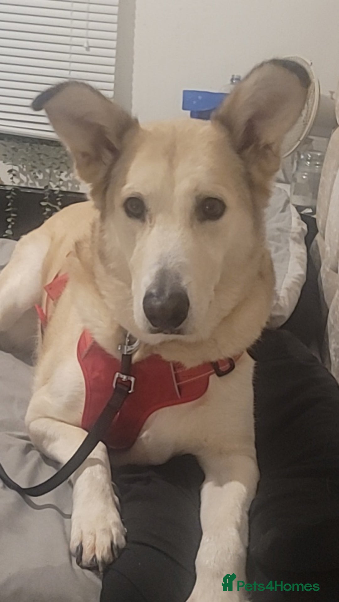 Alaskan Malamute dogs for sale: Male  alaskan malute mix urgent - Advert 1