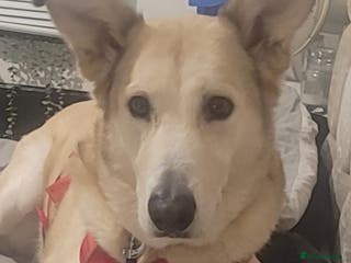 Alaskan Malamute dogs Male alaskan malute mix still available - Advert 18