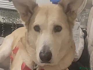 Alaskan Malamute dogs Still available kas - Advert 2