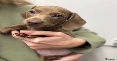 Miniature Dachshund dogs - Advert 3