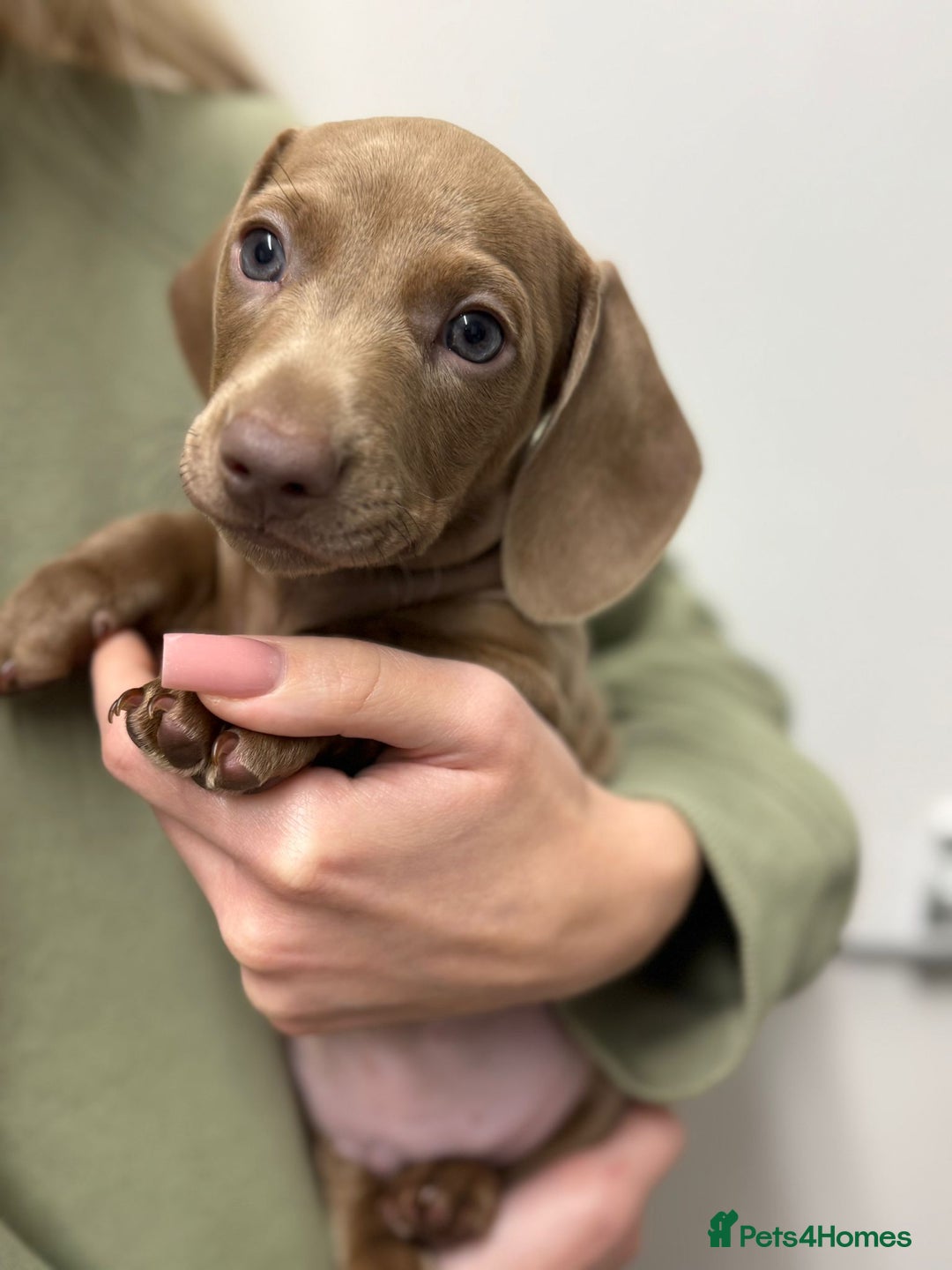 Miniature Dachshund dogs for sale: Friendly& Family -Oriented - Image 3
