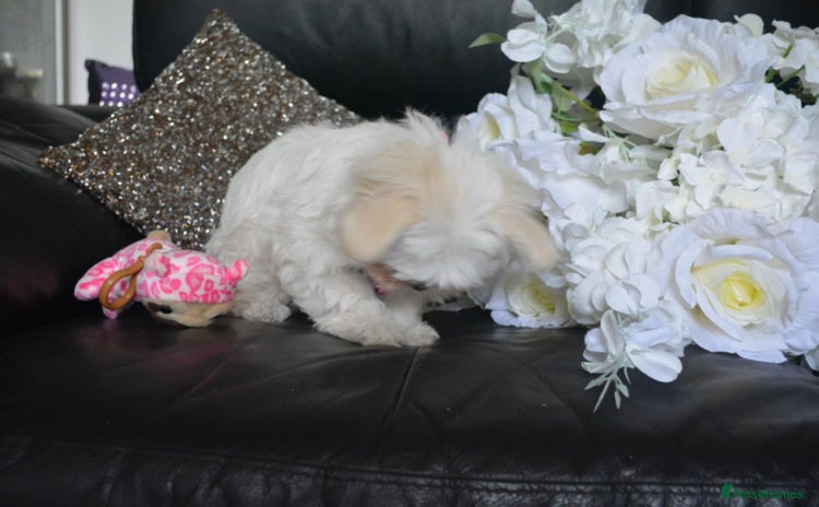 Maltese dogs - Advert 8