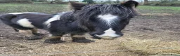 Irish Cob horses for sale: 12.3hh cob for sale in Alfreton - Advert 6