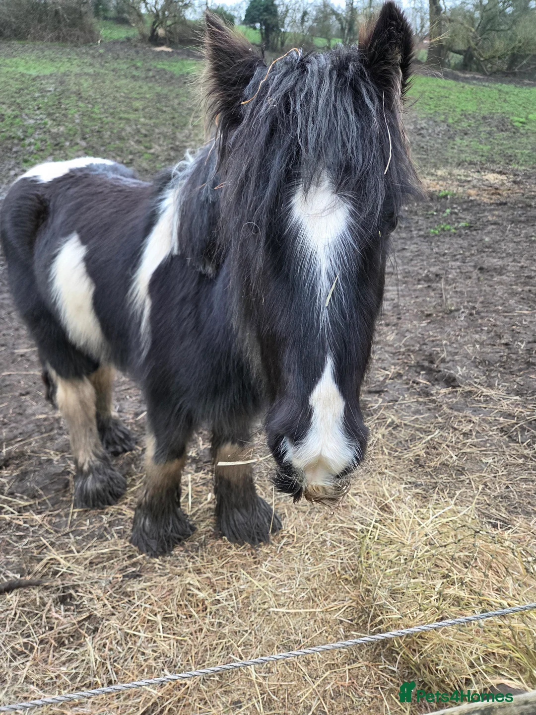 Irish Cob horses for sale: 12.3hh cob for sale in Alfreton - Advert 6