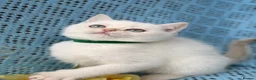 British Shorthair cats for sale: British shorthair adorable golden kittens  - Advert 33