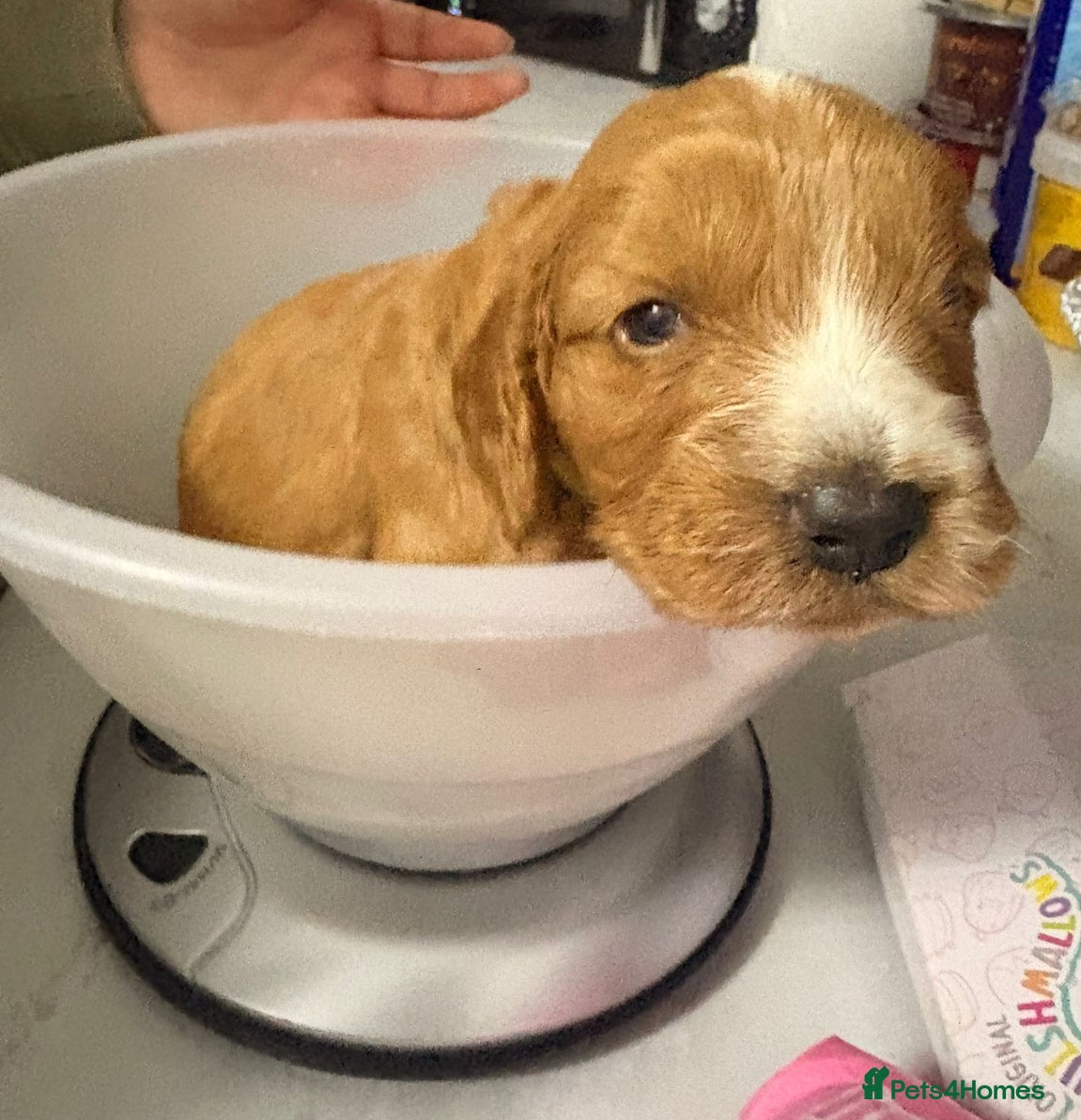 Cockapoo dogs 🐾 Adorable Cockerpoo Puppies for Sale, F1 - Advert 3