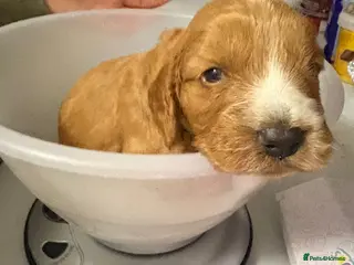 Cockapoo dogs 🐾 Adorable Cockerpoo Puppies for Sale, F1 - Advert 3