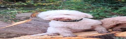 Lagotto Romagnolo dogs for sale: Adult Lagotto girl  - Advert 5