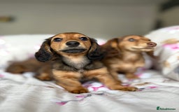 Dachshund dogs for sale: Kc . Reg. miniature longhair dachshund puppies  - Image 3