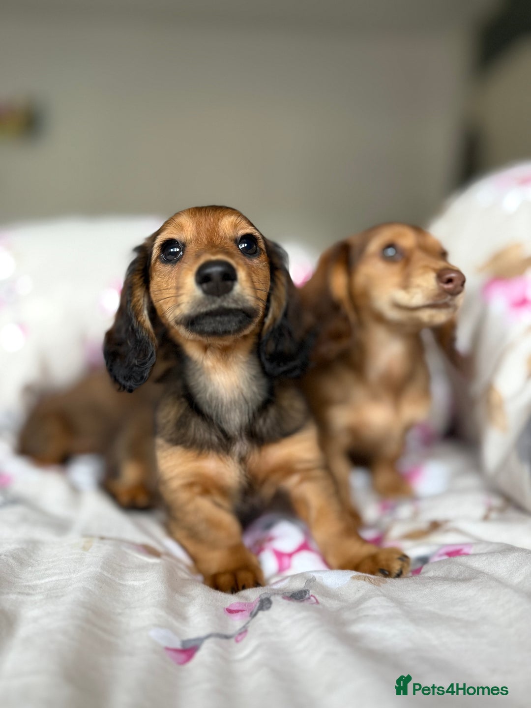 Dachshund dogs for sale: Kc . Reg. miniature longhair dachshund puppies  - Image 3