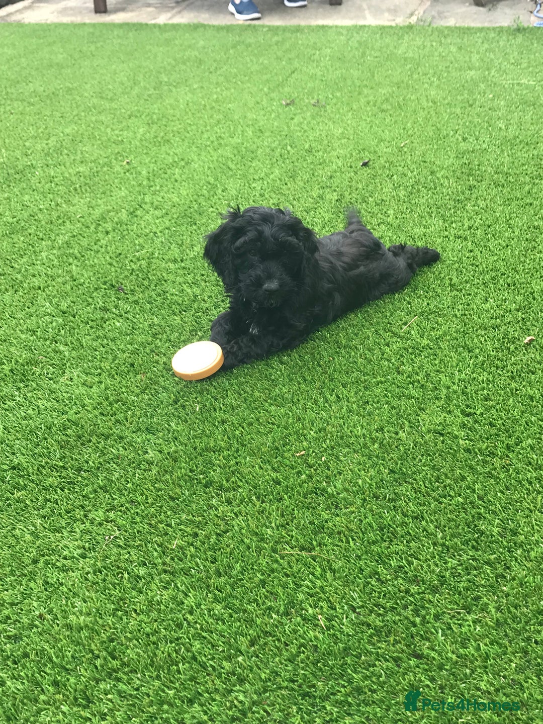 Cockapoo dogs for sale: F1 cockapoo puppies registered breeder - Image 2