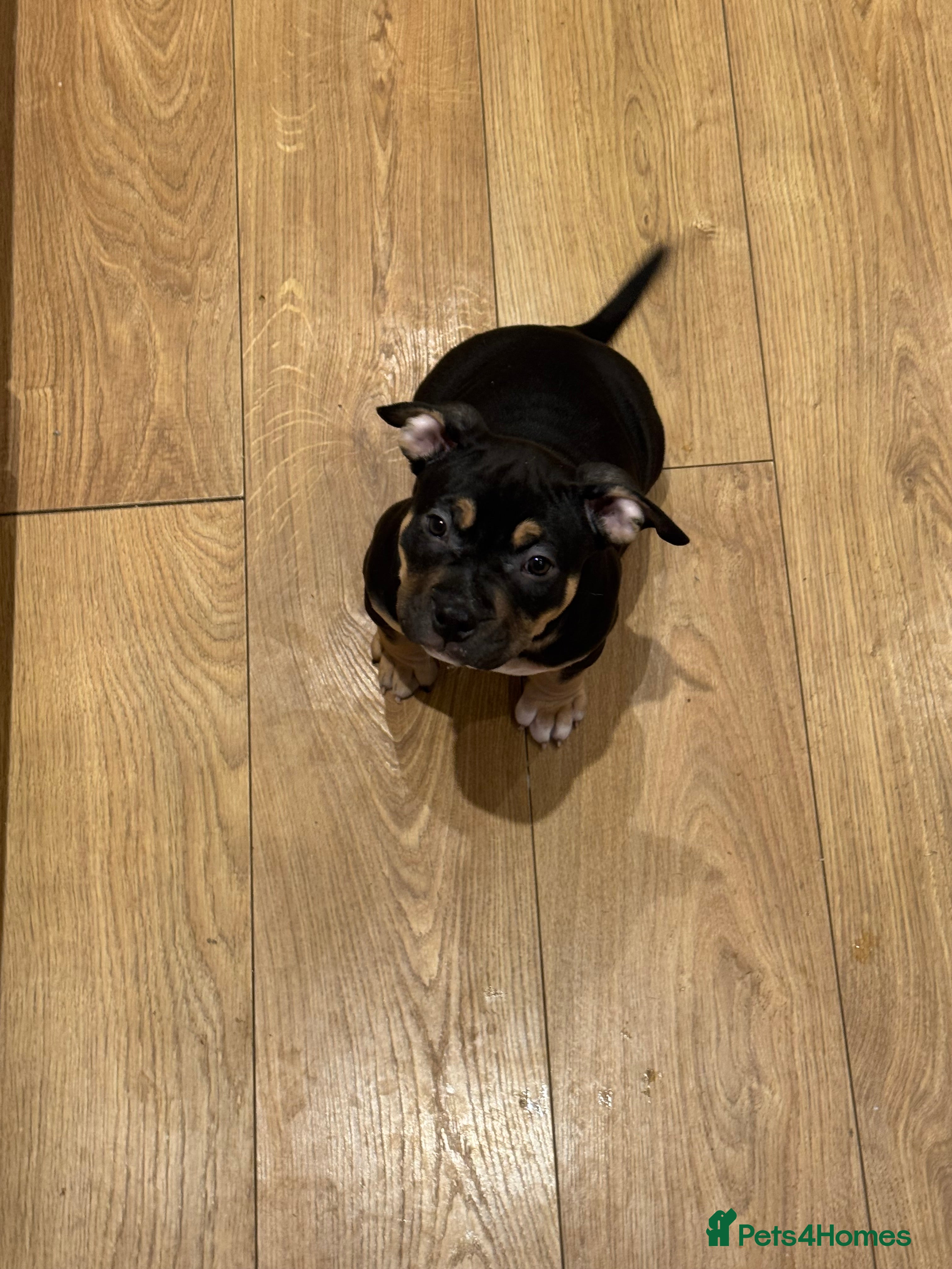 American Bully dogs ABKC Pocket Bully Puppies Ready to leave.  - Advert 6