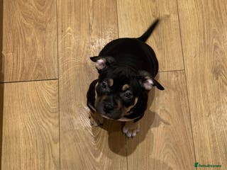 American Bully dogs ABKC Pocket Bully Puppies Ready to leave. - Advert 6