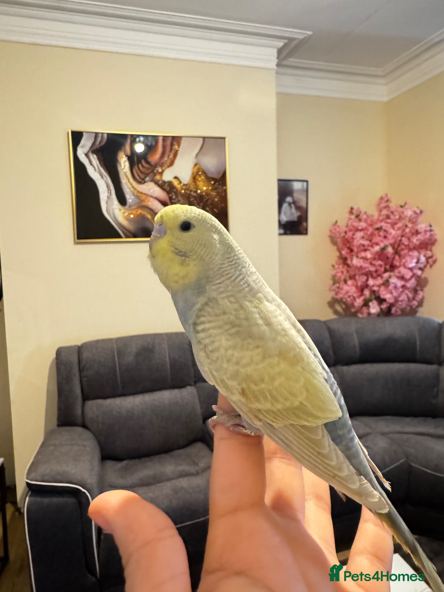 Budgerigars birds Budgies  - Advert 10