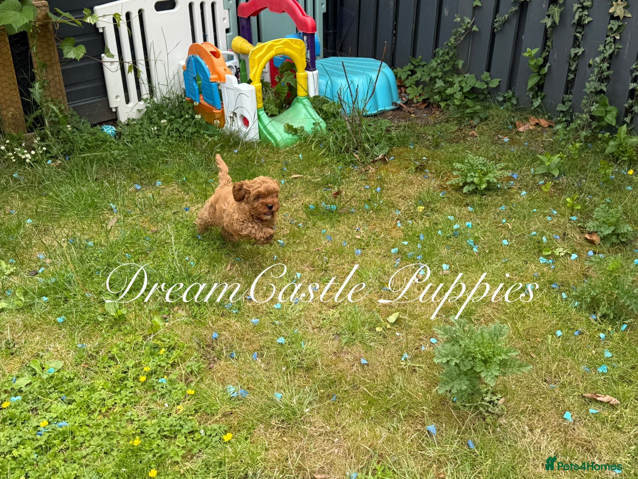 Cavapoo dogs Ready now Last boy Asian teddy poodle dad  - Advert 2