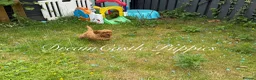 Cavapoo dogs for sale: Deep red Teddy Cavapoo ready now - Advert 10