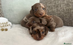 Miniature Dachshund dogs for sale: 🤍🐾 READY NEXT WEEK 🐾🤍 - Image 10