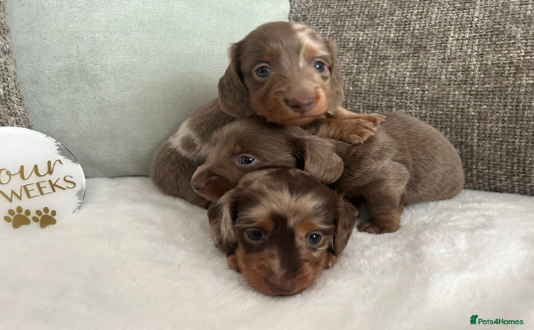 Miniature Dachshund dogs - Advert 13