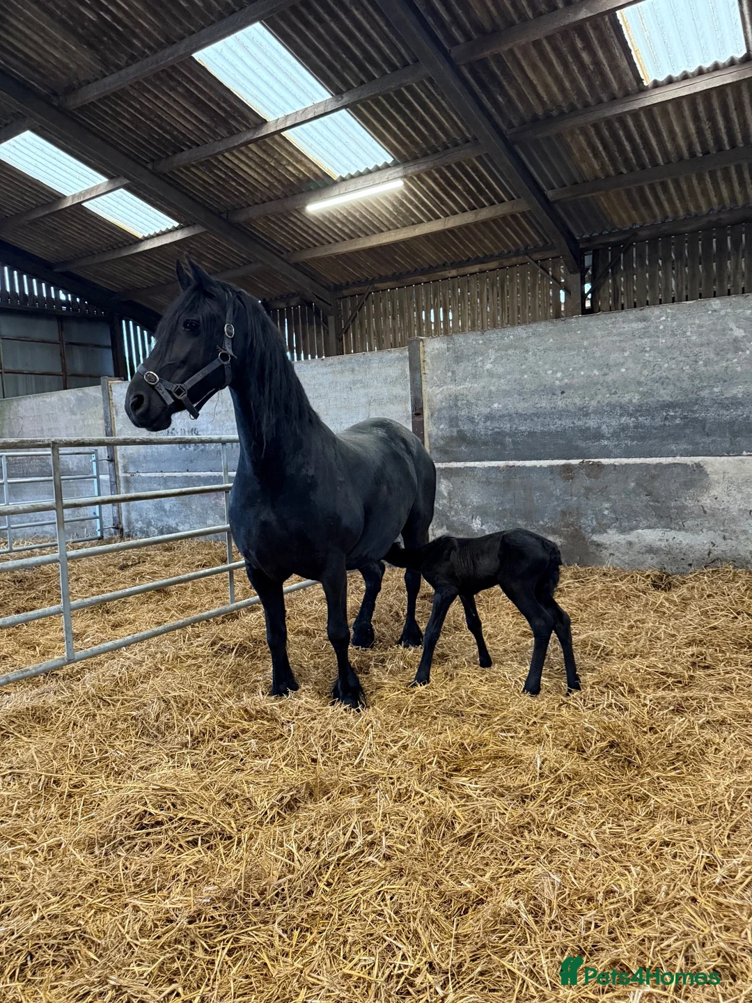 Friesian horses for sale: Friesan pure bred mare broken age 10 & filly x 2 in Ashbourne - Advert 1