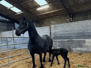 Friesian horses Friesan pure bred mare broken age 10 & filly x 2 - Advert 2