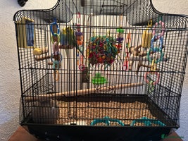 Budgerigars birds 2 beautiful young budgies with cage/accessories - Advert 4