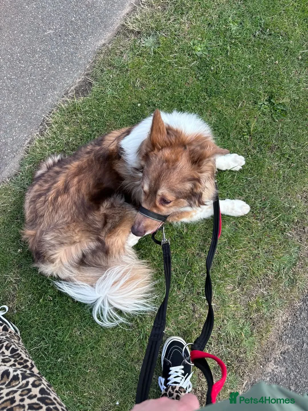 Mixed Breed dogs for adoption: Meet Teddy, currently residing in Lincolnshire  in Mablethorpe - Advert 9