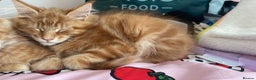 Maine Coon cats for sale: Ginger Maine Coon Kittens  - Advert 12