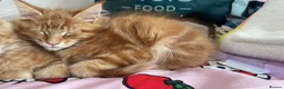 Maine Coon cats for sale: Ginger Maine Coon Kittens  - Advert 12