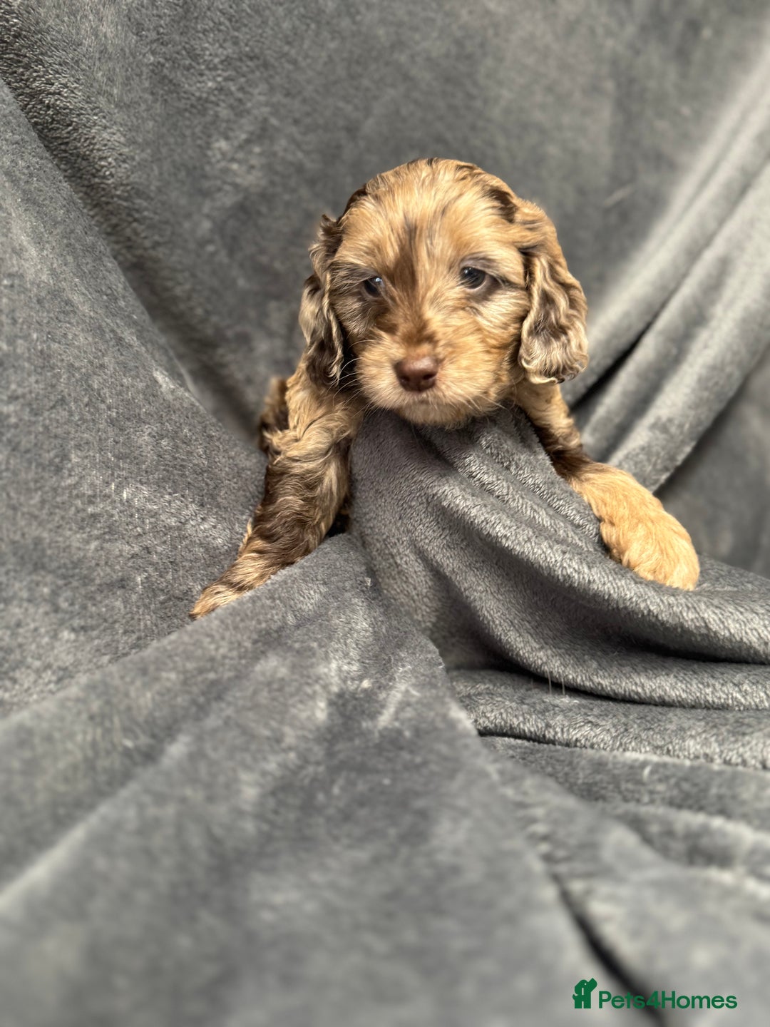 Cockapoo dogs for sale: STUNNING F1 Show Cockapoo Puppies  - Image 17